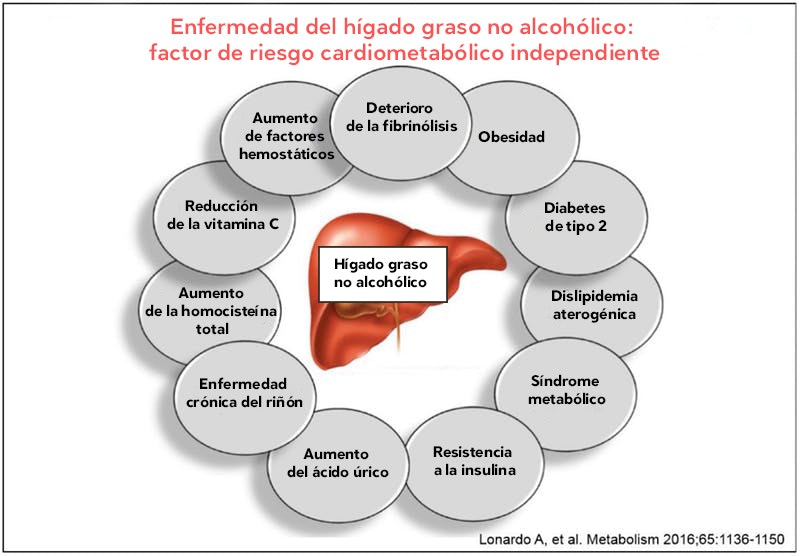 Alcoholico graso para el dieta higado no